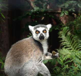 Lemur Lemur