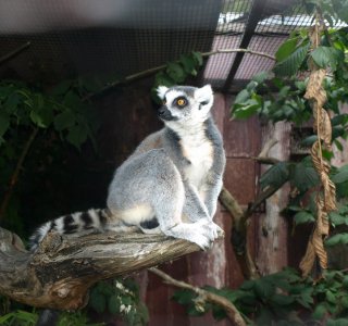 Lemur Lemur