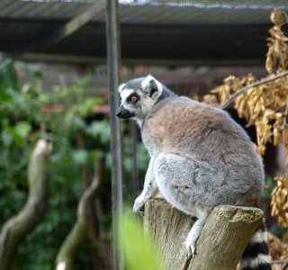 Lemur Lemur